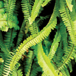 Fern-image
